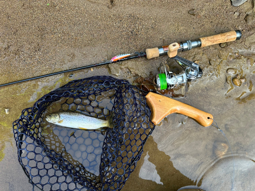 ブラウントラウトの釣果