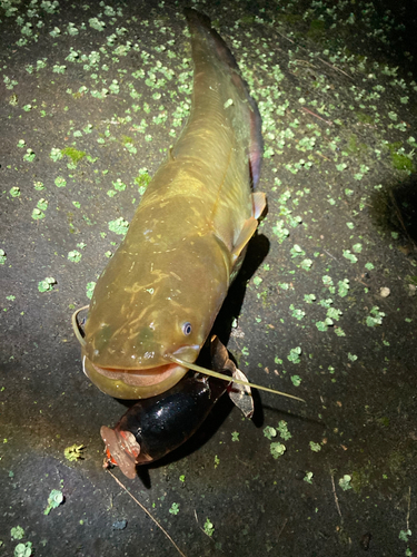 ナマズの釣果