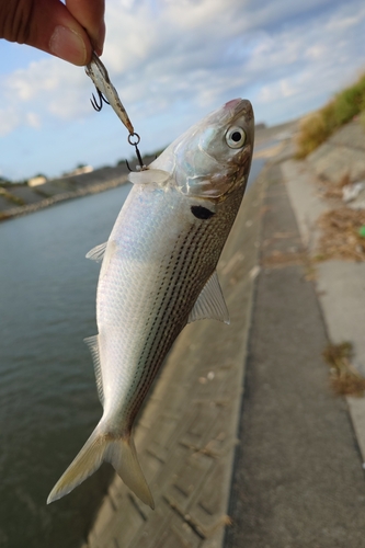 コノシロの釣果