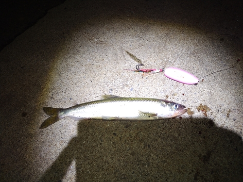 キュウリウオの釣果