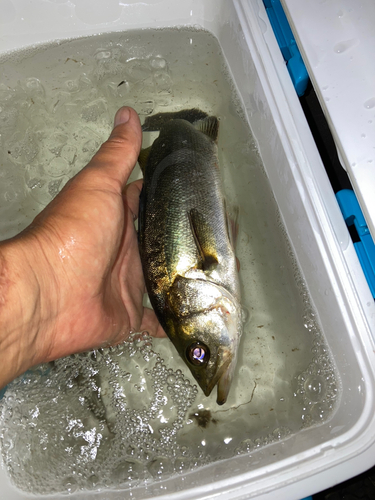 コショウダイの釣果