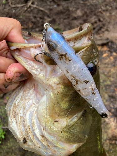 ラージマウスバスの釣果