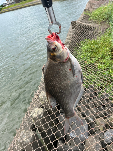 ダントウボウの釣果