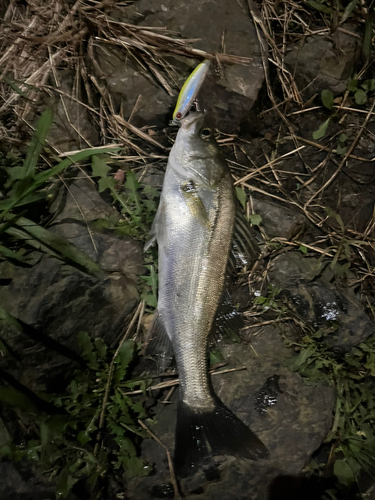 セイゴ（マルスズキ）の釣果