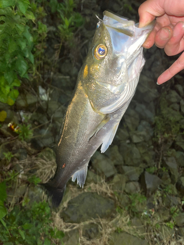 フッコ（マルスズキ）の釣果