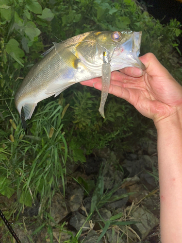 フッコ（マルスズキ）の釣果