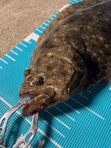 ヒラメの釣果