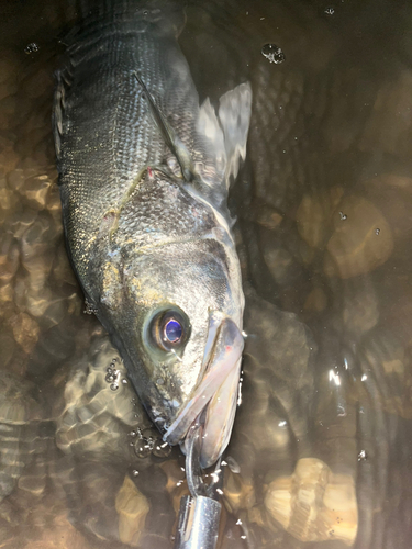 フッコ（マルスズキ）の釣果