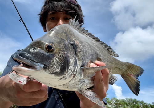 ミナミクロダイの釣果