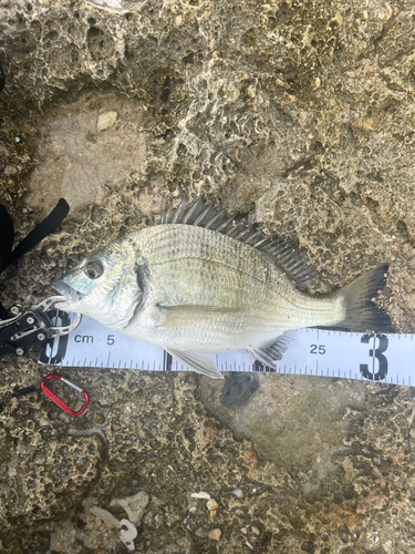 ミナミクロダイの釣果