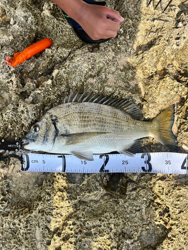 ミナミクロダイの釣果