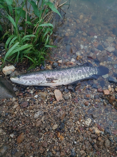 ライギョの釣果