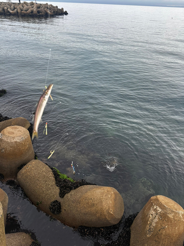 カマスの釣果