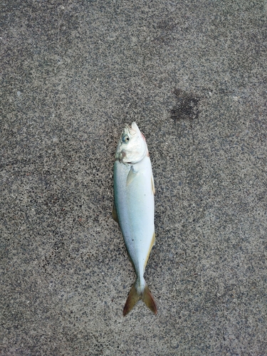 ワカシの釣果