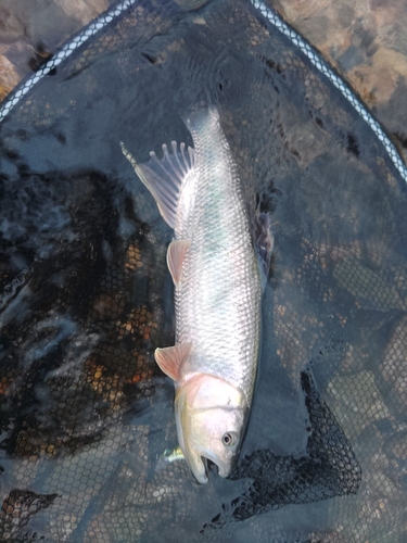 ケタバスの釣果