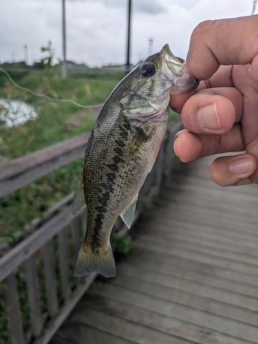 ラージマウスバスの釣果