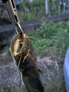 ナマズの釣果