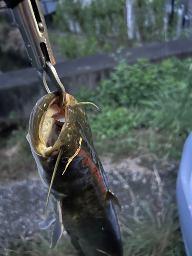 ナマズの釣果