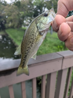 ラージマウスバスの釣果