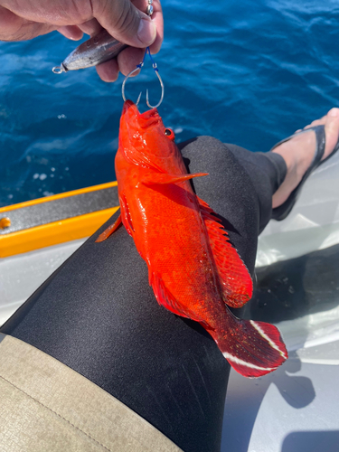 クチナジの釣果