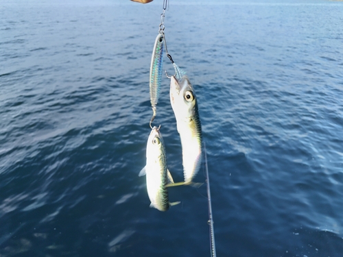 サバの釣果