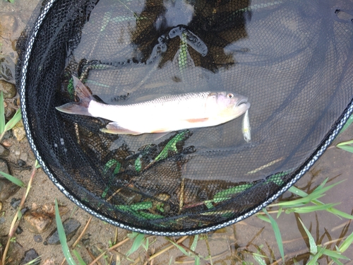 ケタバスの釣果