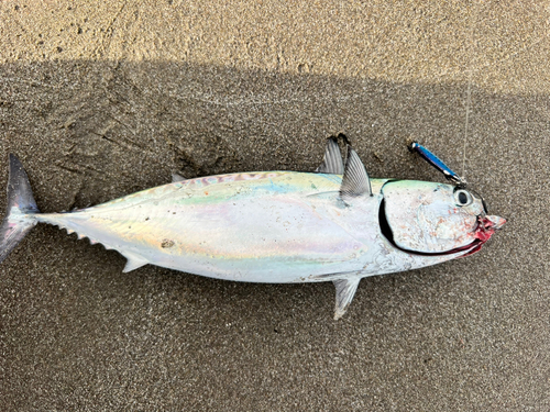 マルソウダの釣果