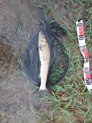 コウライニゴイの釣果