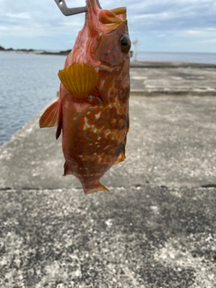 キジハタの釣果