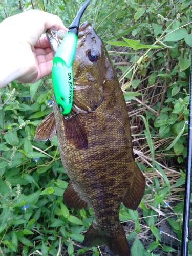 スモールマウスバスの釣果