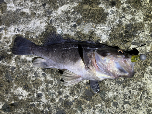 ソイの釣果