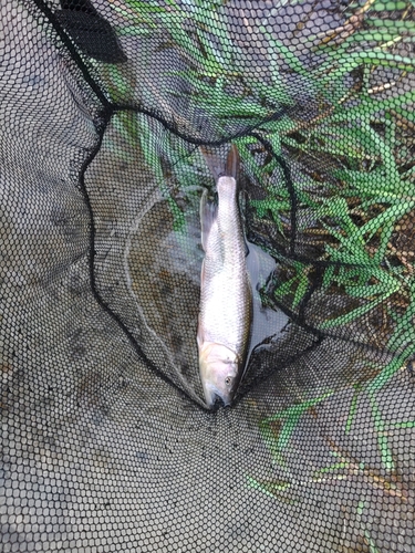 ケタバスの釣果