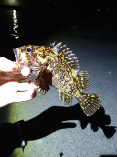 オウゴンムラソイの釣果