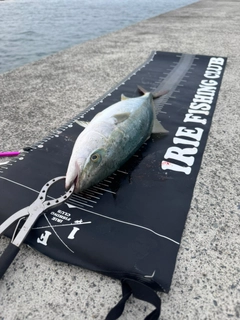 イナダの釣果