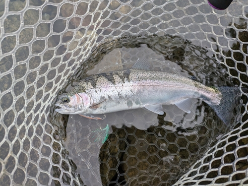 ニジマスの釣果