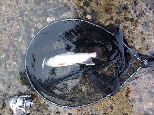 ケタバスの釣果