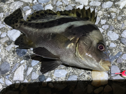 コショウダイの釣果