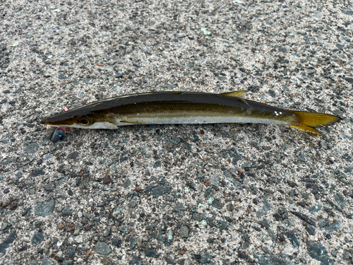 カマスの釣果