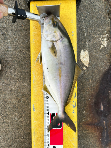 ショゴの釣果