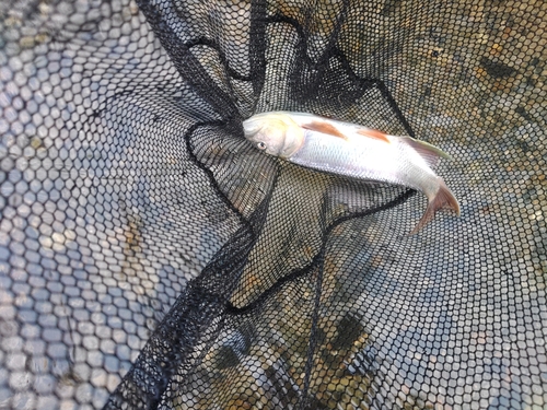 ケタバスの釣果