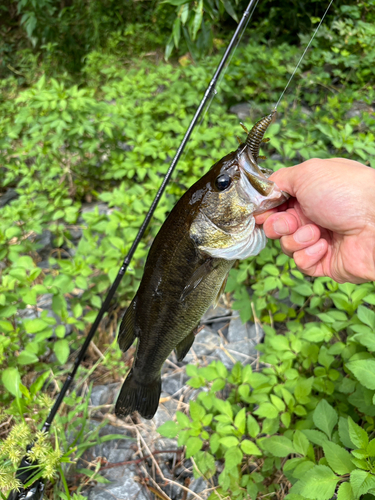 ラージマウスバスの釣果