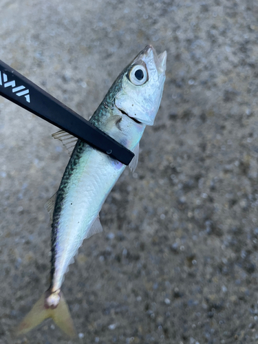 サバの釣果