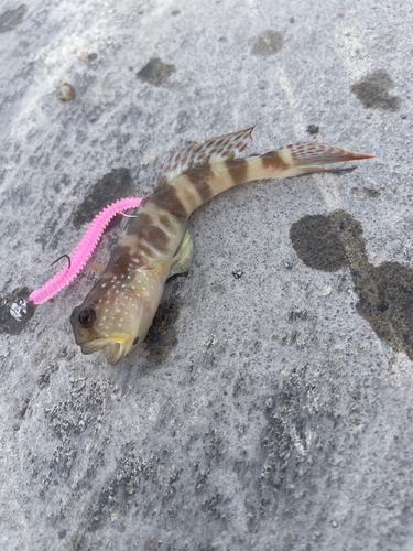 ハゼの釣果