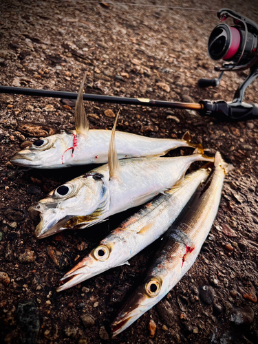 アジの釣果