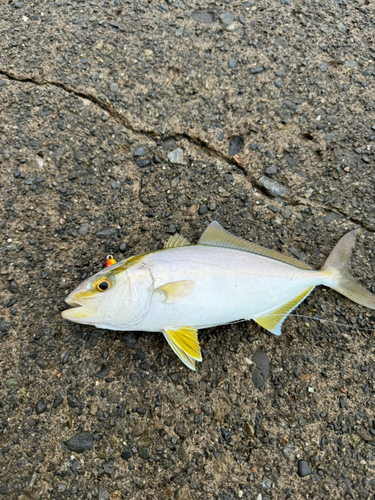 ショゴの釣果