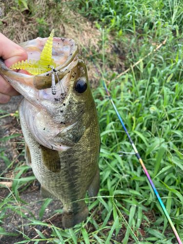 ブラックバスの釣果