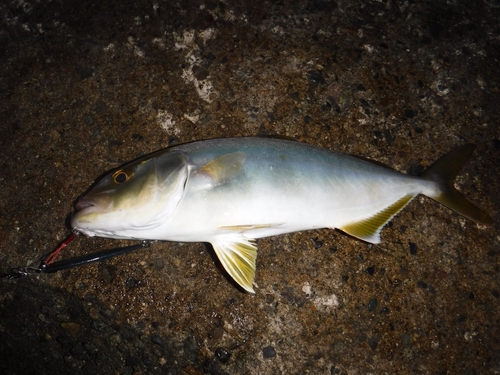 ショッコの釣果