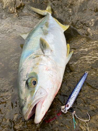 ヒラマサの釣果