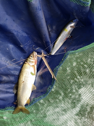 アユの釣果