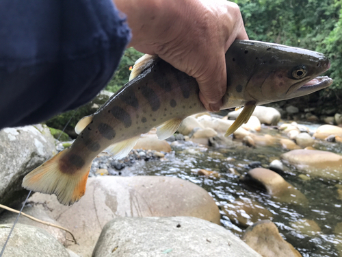 ヤマメの釣果